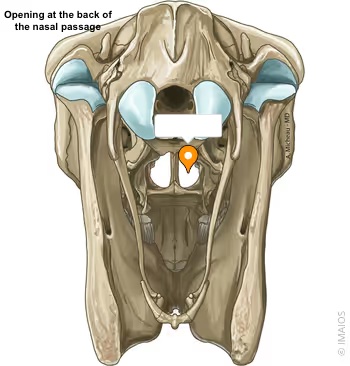 <p>Choana</p><p>Turbinates</p><p>Mandibular Symphasis</p><p>Nasal Septum</p>