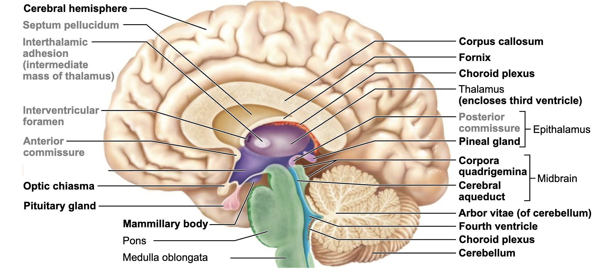 <p>What is this brain regions name and function?</p>