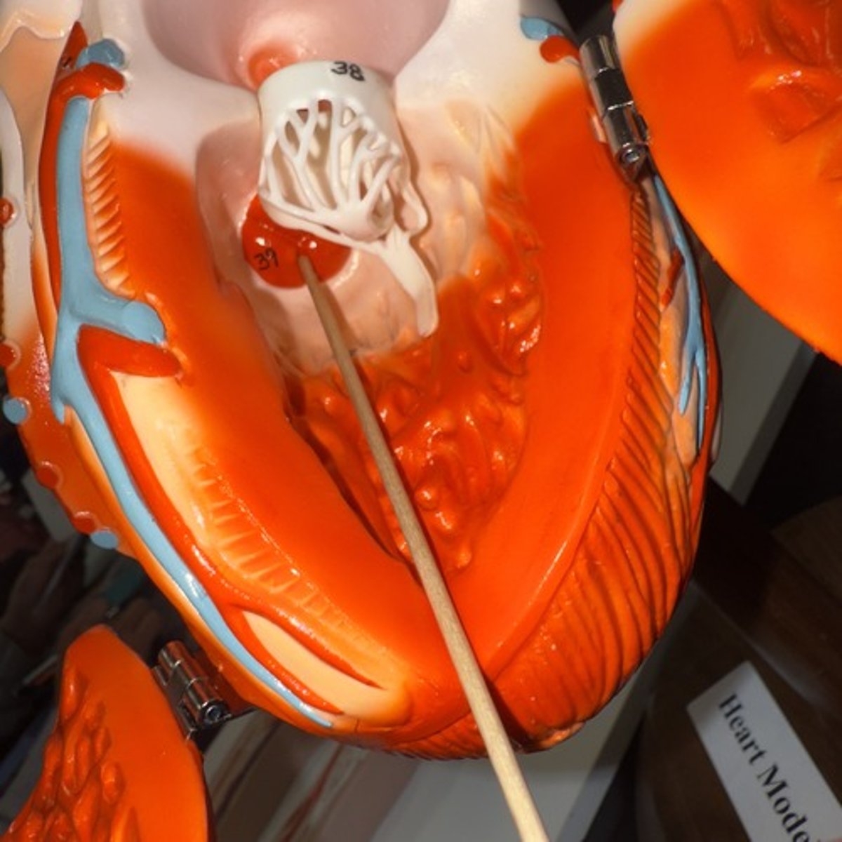 <p>Identify the structure.</p>