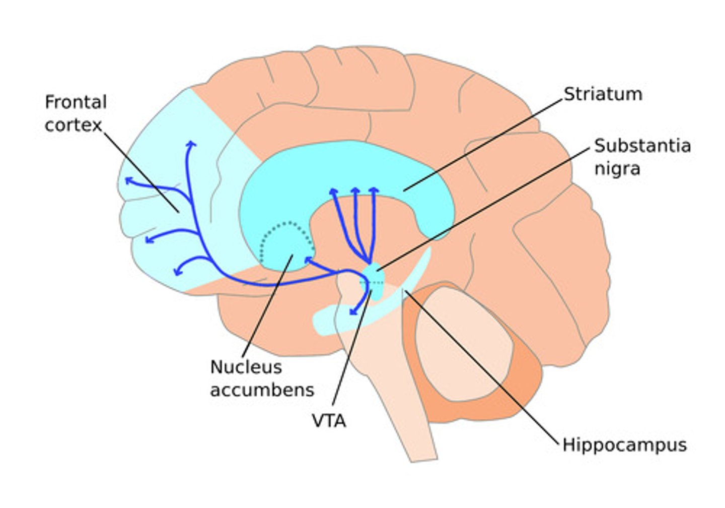 <p>Ventral tegmental area</p><p>Nucleus accumbens</p>