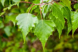 <p>Gray birch </p>