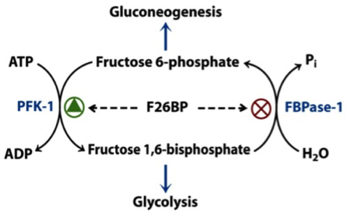 a) fructose 2,6-bisphosphate

(also AMP, to a lesser degree)