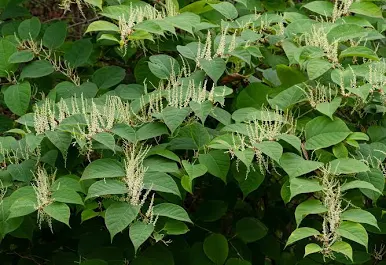 <p>Japanese knotweed&nbsp;</p>