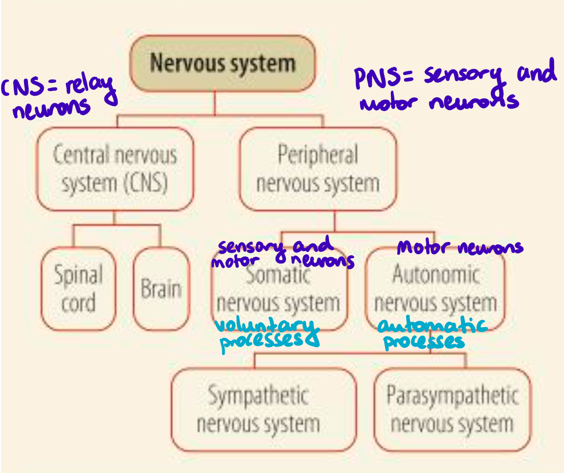 <p>The human nervous system is a complex network of nerve cells/neurons.</p><p>It has two main functions:</p><ul><li><p>To collect, process and respond to information</p></li><li><p>To co-ordinate the working of different organs and cells</p></li></ul><p></p><p>The human nervous system is divided into the central nervous system (CNS) and peripheral nervous system (PNS), with each of these further divided into different components, each with a different function but all working together.</p><p>SEE IMAGE ATTACHED</p><p></p><p>The <span style="color: red"><strong>CNS</strong></span> is made up of the <span style="color: #1aabf9"><strong>brain</strong> </span>and <span style="color: #4ee885"><strong>spinal cord</strong></span>, which are made up of <span style="color: red"><strong>RELAY NEURONS</strong></span>. The CNS passes messages to and from the brain and connects nerves to the PNS.</p><p><span style="color: #4ee885">The <strong>spinal cord</strong> connects to different parts of the body through spinal nerves so its main function is to relay information between the brain and the rest of the body. This allows the brain to monitor and regulate bodily processes, such as digestion and breathing, and to coordinate voluntary movements. The spinal cord is also responsible for reflex actions, for example pulling your hand away from something that is hot. If the spinal cord is damaged, areas supplied by spinal nerves below the damaged site will be cut off from the brain and will stop functioning.</span></p><p></p><p><span style="color: #1aabf9"><strong>The brain can be divided into four main areas – the cerebrum, cerebellum, diencephalon and brain stem.</strong></span></p><p><span style="color: #1aabf9">The <strong>cerebrum</strong> is the largest part of the brain, and is further divided into four different lobes, each of which has a different primary function:</span></p><ul><li><p><span style="color: #1aabf9">Frontal lobe - thought and speech</span></p></li><li><p><span style="color: #1aabf9">Occipital lobe - has the visual cortex so deals with visual images</span></p></li><li><p><span style="color: #1aabf9">Temporal lobe - language, emotion, memory</span></p></li><li><p><span style="color: #1aabf9">Parietal lobe - integrates sensory information, language</span></p></li></ul><p><span style="color: #1aabf9">The <strong>cerebellum</strong> sits beneath the back of the cerebrum. It is involved in controlling a person’s motor skills and balance, coordinating the muscles to allow precise movements.</span></p><p><span style="color: #1aabf9">The <strong>diencephalon</strong> lies beneath the cerebrum and on top of the brain stem. Within this area are two important structures, the <strong>thalamus</strong> and the <strong>hypothalamus</strong>.<br>The thalamus acts as a relay station for nerve impulses coming from the senses, routing them to the appropriate part of the brain where they can be processed. The hypothalamus has a number of important functions, including the regulation of body temperature, hunger and thirst. It also acts as the link between the endocrine system and the nervous system, controlling the release of hormones from the pituitary gland.</span></p><p><span style="color: #1aabf9">The <strong>brain stem</strong> is responsible for regulating the automatic functions that are essential for life. These include breathing, heartbeat and swallowing.</span></p>
