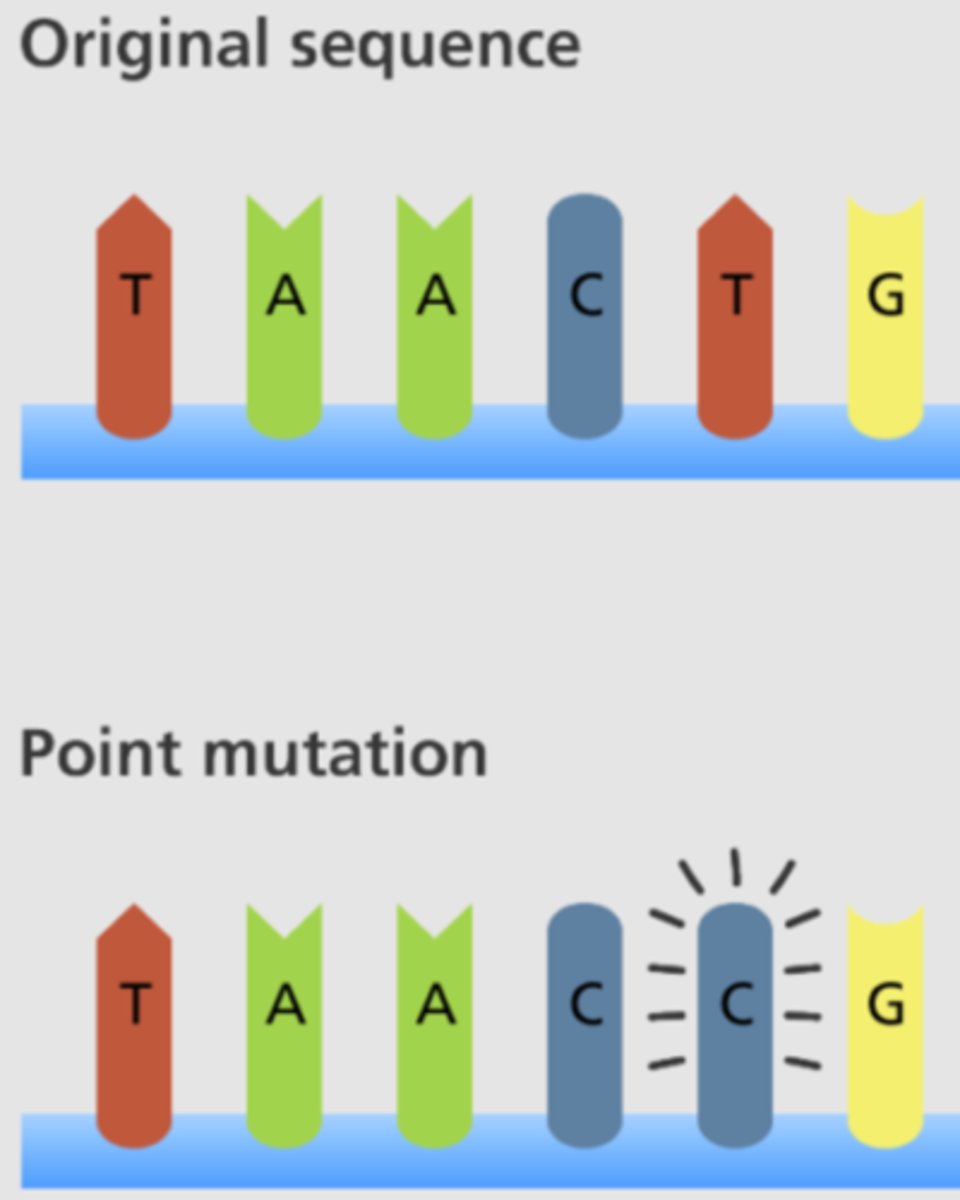 <p>A change in DNA sequence</p><p>This can happen from mistakes if DNA polymerase messes up or from radiation</p>