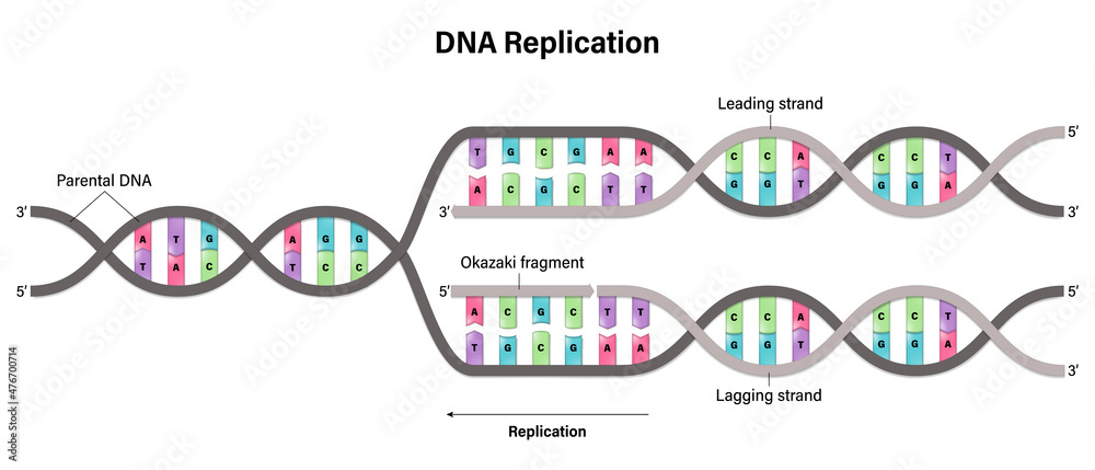 <p>1. DNA polymerase III starts gluing nucleotide bases on the opposite side of the double helix (still in a 5' to 3' direction), and DNA is copied away from the replication fork.<br><br>2. Each of these little pieces are said to be copied in a discontinuous manner; And the fragments being copied in this discontinuous manner (on the lagging strand) are known as Okazaki fragments.</p>