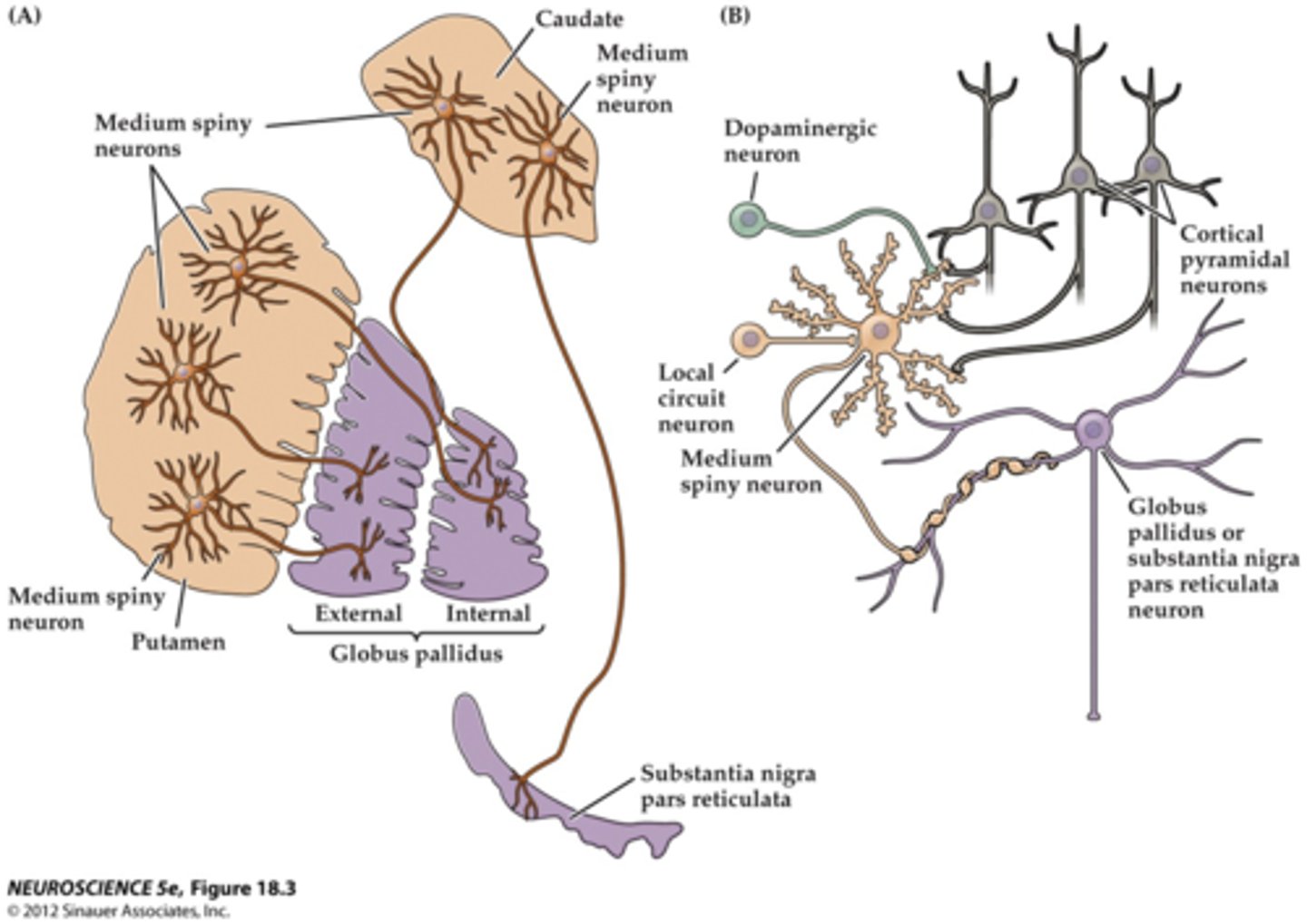<p>medium spiny neurons</p>