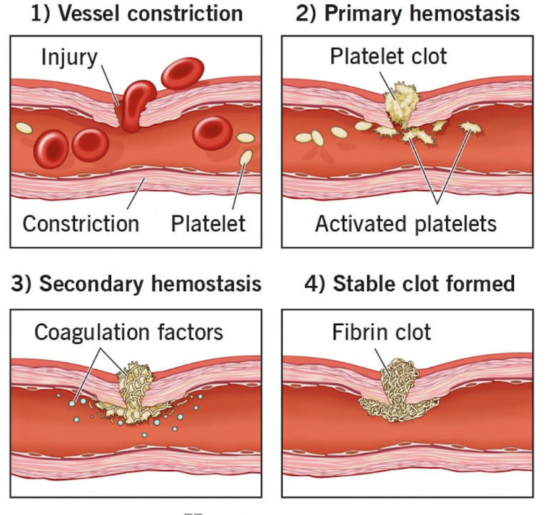 <ul><li><p>Goals&nbsp;</p><ul><li><p>Prevent additional tissue injury&nbsp;</p></li><li><p>Prepare wound for healing and regeneration&nbsp;</p></li></ul></li><li><p>Phases&nbsp;</p><ul><li><p>Platelet adhesion, platelet activation, platelet plus&nbsp;</p></li><li><p>Fibrin clot formation&nbsp;</p></li><li><p>Recruitment of phagocytic cells and wound debridement&nbsp;</p></li></ul></li></ul><p></p>
