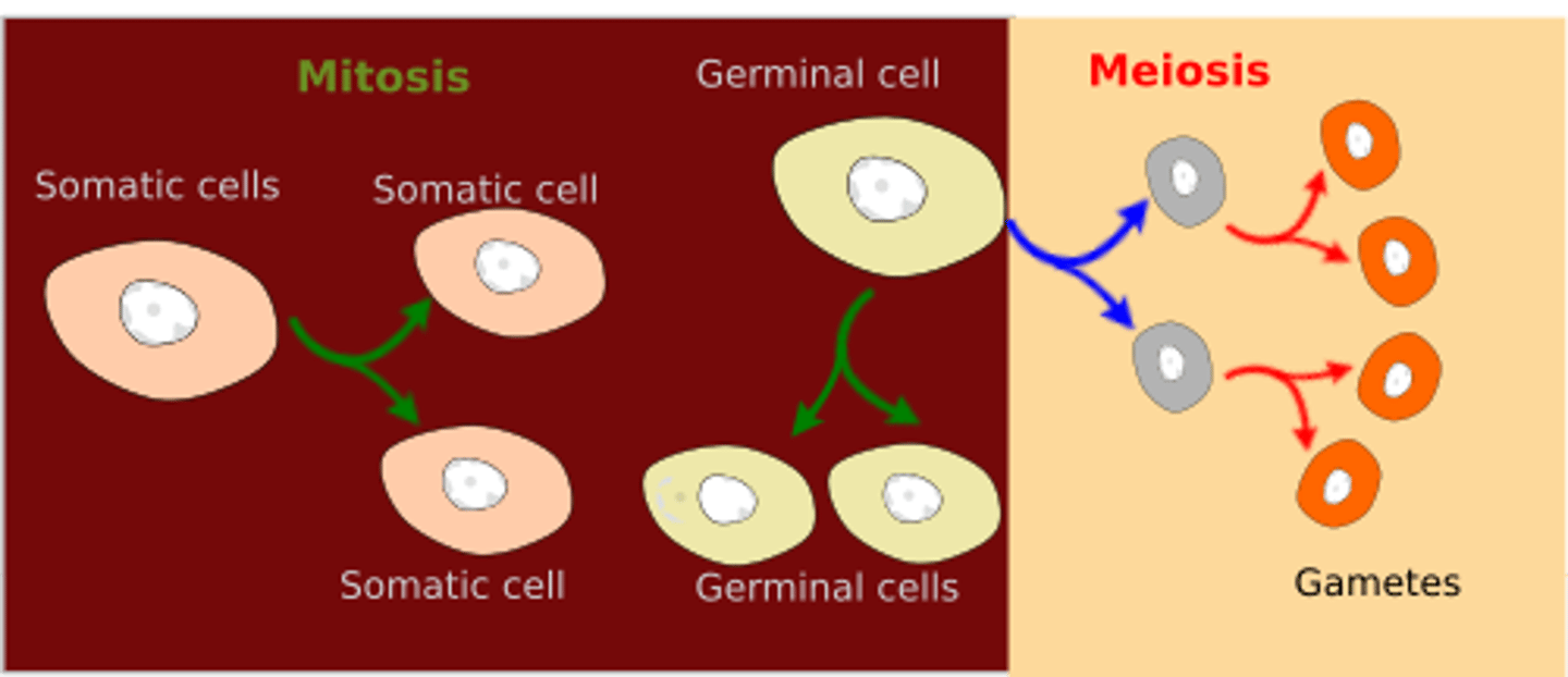 <p>(C) Somatic Cells, Germ Cells</p><p>Mitosis occurs in Somatic Cells, whereas meiosis occurs in Germ Cells.</p>