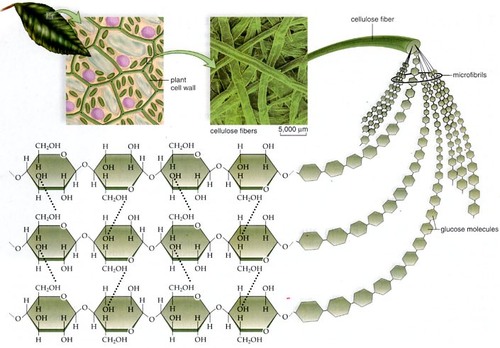 A polysaccharide; major component of plant cell walls.
