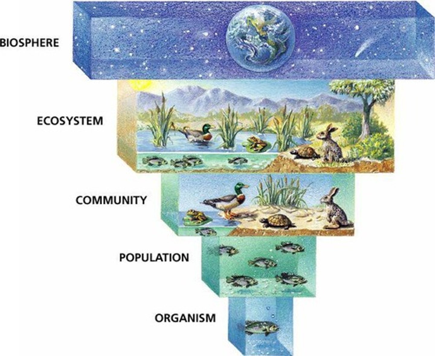 <p>The study of interactions of organisms with each other and their physical surroundings.</p>