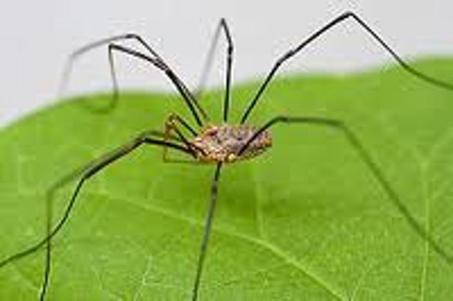 <p>(harvestmen); Prosoma and opisthosoma fused; 1 pair of single eyes on an elevation on the head</p>