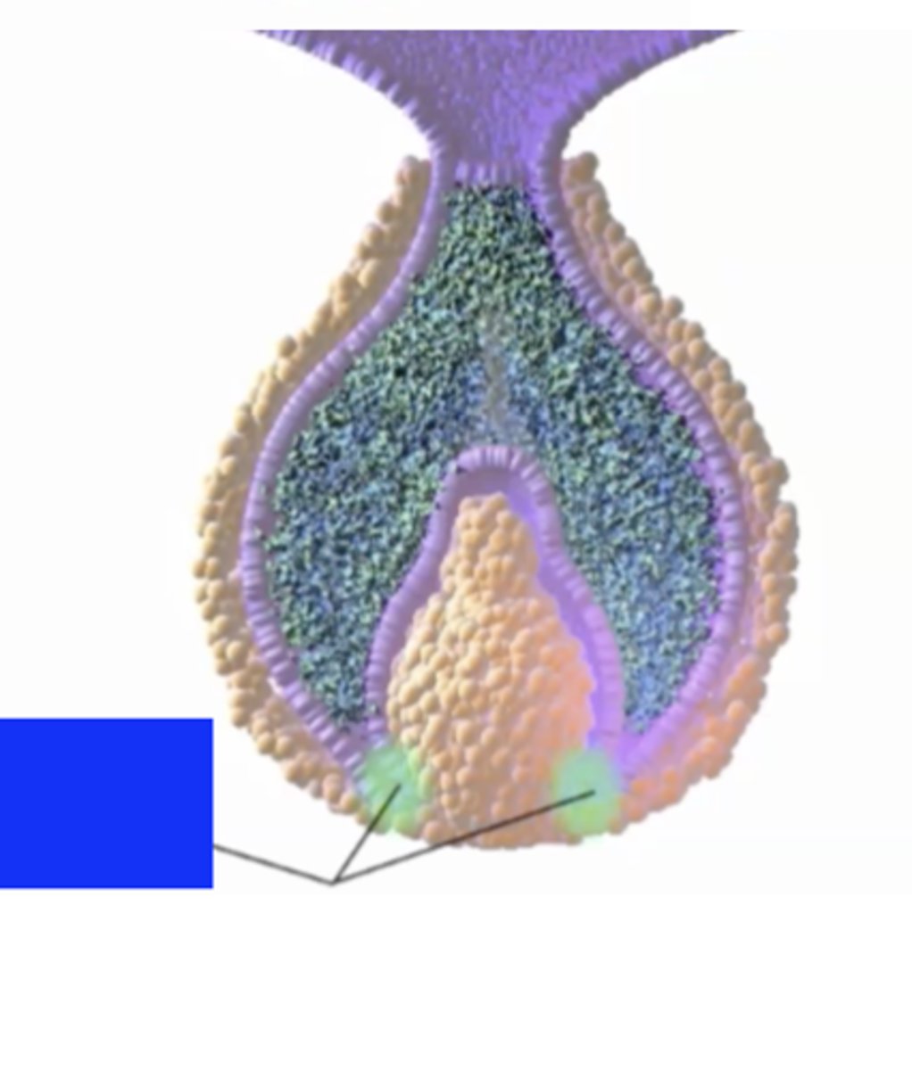 <p>begin to form shape of tooth's crown as like a mold</p>