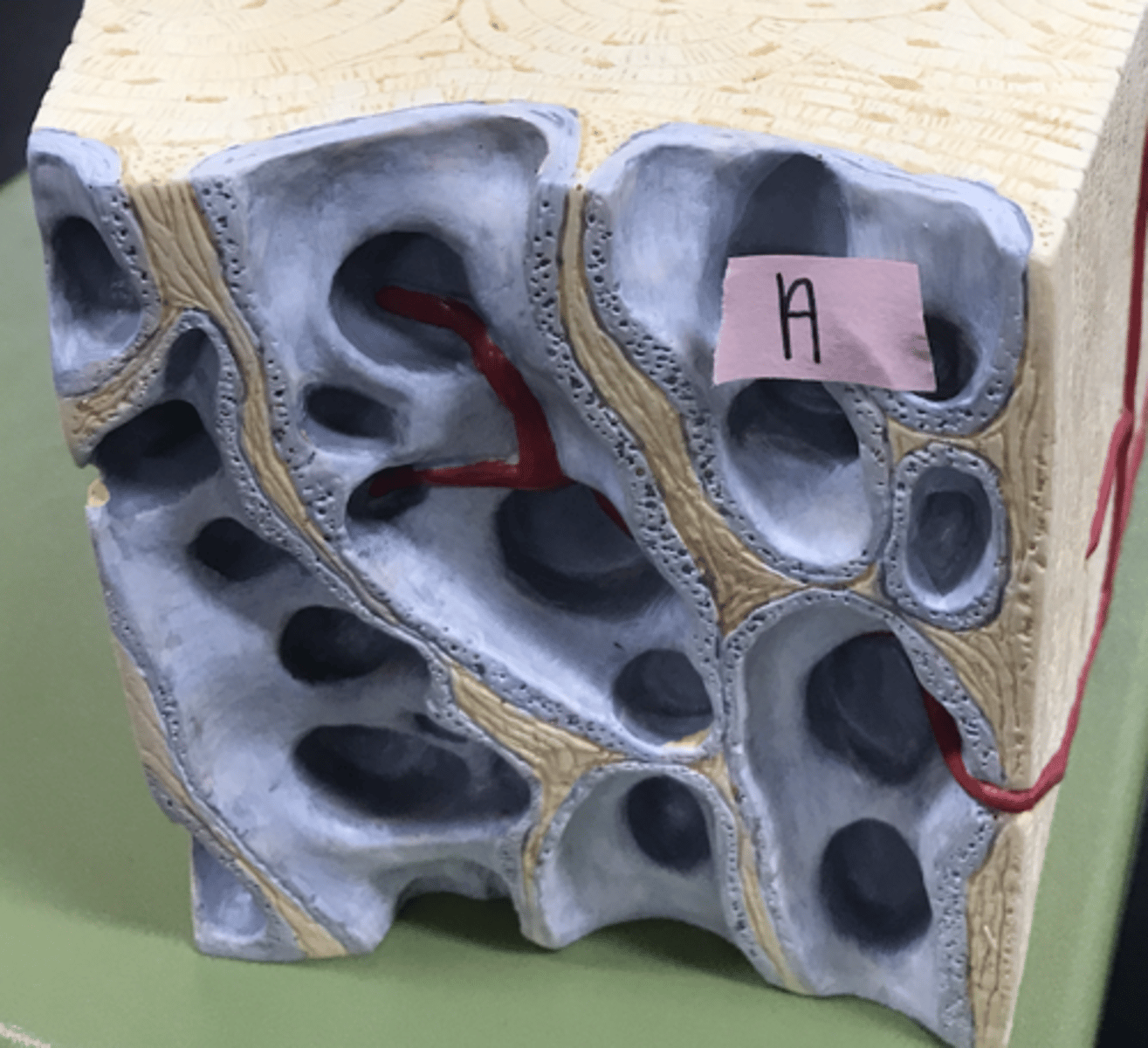 <p>Layer of bone tissue having many small spaces and found just inside the layer of compact bone.</p>
