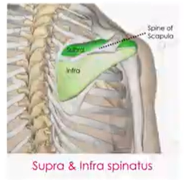 <p>Infra-/Supra-</p>