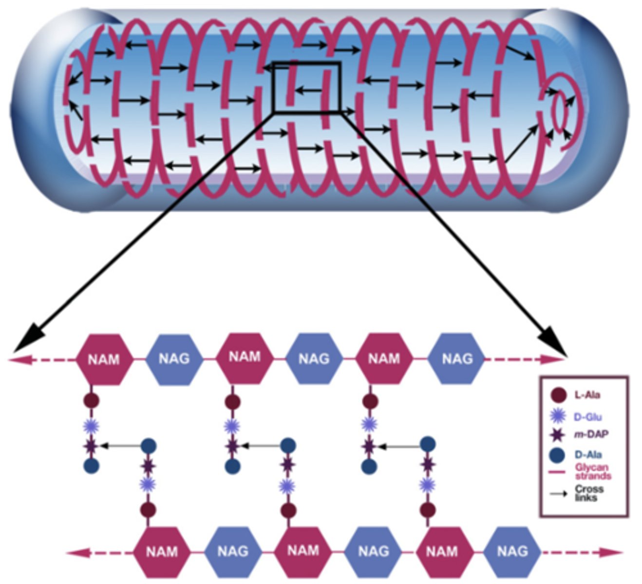 <p>NAM, NAG, peptides</p>