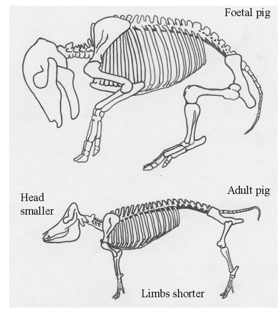 <p>Growth in which not all aspects grow at the same rate or at the same time.</p><p>“Growth ratios” → breed and “type” differences.</p><p>As animal matures: reduction in head size, decrease in limb size relative to body.</p>