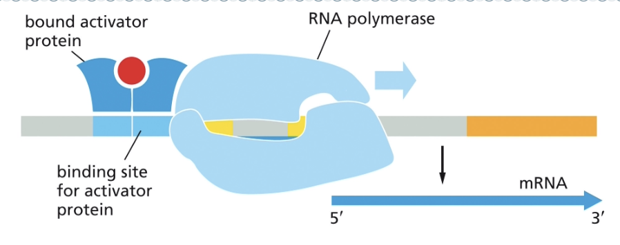 <ul><li><p>ACTIVATOR PROTEINS</p></li><li><p>ACTIVATOR PROTEINS PROMOTE THE BINDING OF RNA POLYMERASE</p></li><li><p>REPRESSOR PROTEINS INTERFERE WITH THE BINDING OF RNA POLYMERASE</p></li></ul><p></p>