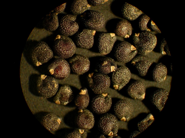 Portulaca oleracea
