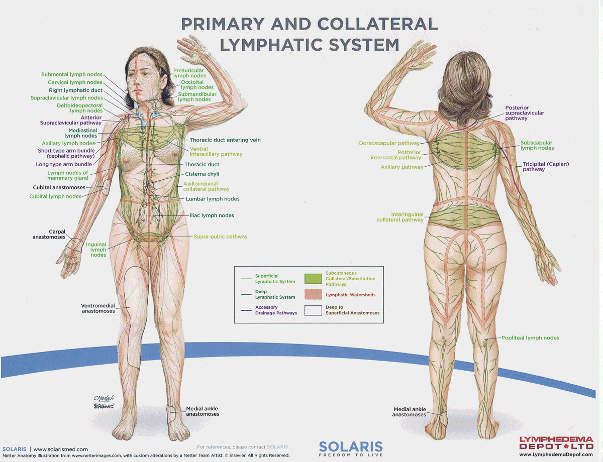 <p>Clusters of lymph nodes located in specific areas of the body that filter and drain lymph from that respective area. </p>