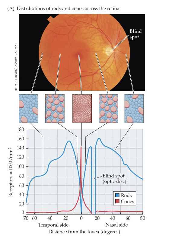 <p>Rods and cones are distributed unequally across the retina </p><p>Cones (in red) are concentrated at the <strong>fovea, </strong>the central portion of the retina </p><p><strong>Optic Disc = </strong>region on the retina without any receptor cells because that’s where ganglion cell axons and blood vessels exit the eye </p><p><strong>Blind Spot = </strong>portion of the visual field corresponding to the optic disc </p>