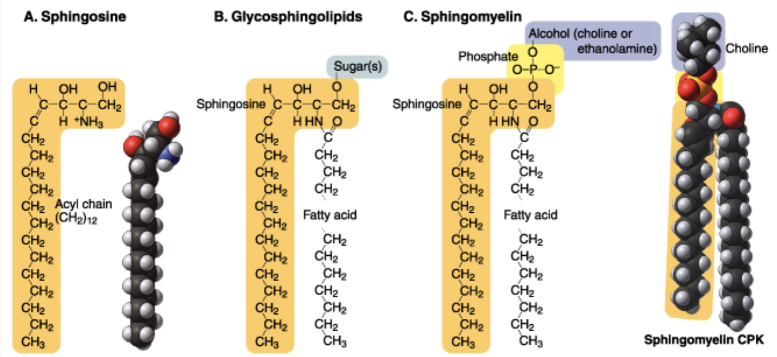 <p>saturated fatty acid chains (stiff, trans-double bond)</p>