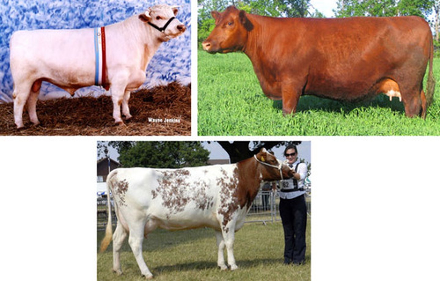 <p>both alleles manifest themselves separately in an organism's phenotype (ex. roan cattle)</p>