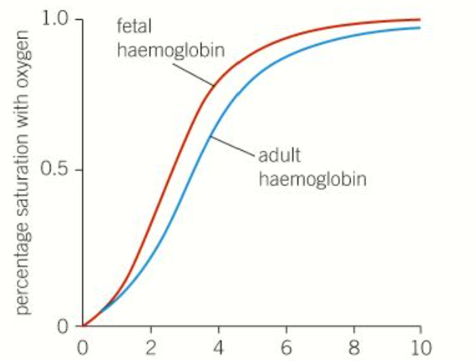 <ul><li><p>when a fetus is developing in the uterus it is completely dependant on its mother to supply it with oxygen</p></li><li><p>oxygenated blood from the mother runs close to the deoxygenated fetal blood in the placenta. </p></li><li><p>if the blood of the fetus had the same affinity for oxygen as the blood of the mother, then little of no oxygen would be transported to the blood of the fetus,. However, fetus haemoglobin has a higher affinity for oxygen as each point along the dissociation curve so it removed oxygen from the maternal blood</p></li></ul><p></p>