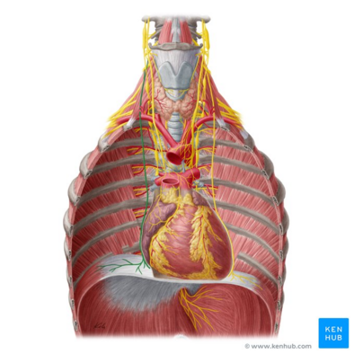 <p>Diaphram</p>