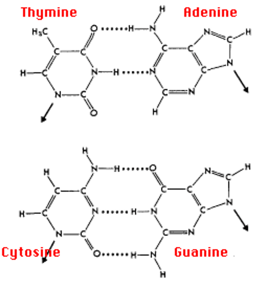 <p>cytosine has 2 H bond donors, 1 H bond acceptors</p>
