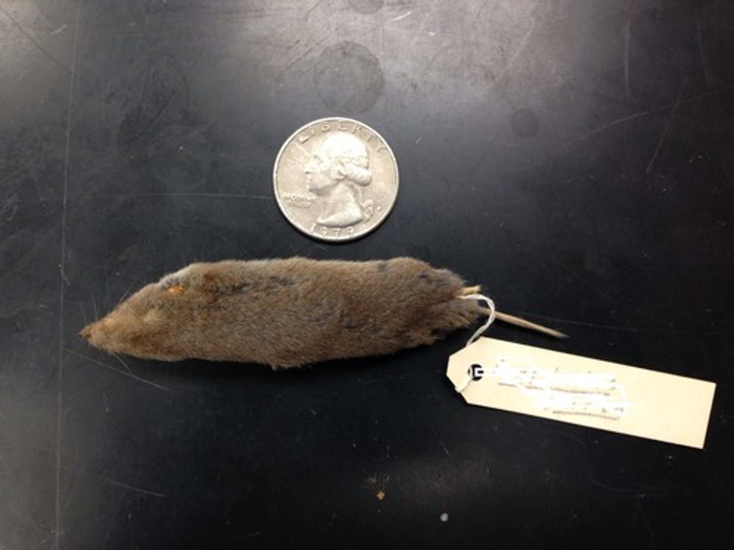 <p>Cryptotis parva</p>