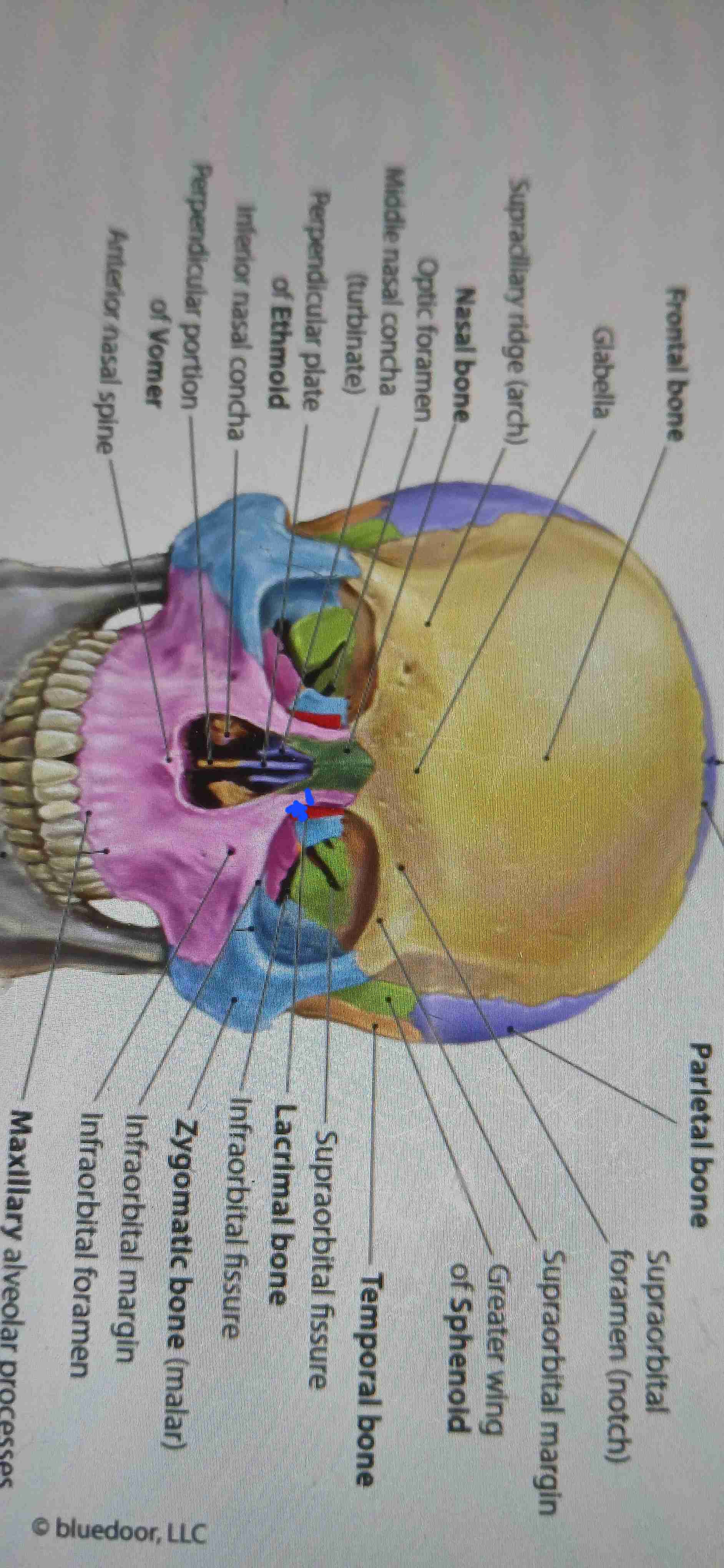 knowt flashcard image