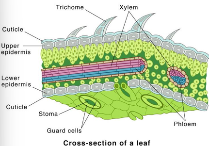 <p>Cuticle (with cutin)</p>