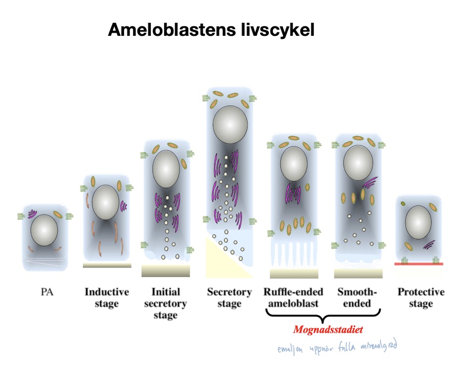 <p>1. Pre-ameloblast<br>2. Induktiva stadiet<br>3. Initiala sekretoriska stadiet<br>4. Sekretoriska stadiet<br><br>5. Mognads stadiet:<br>- Ruffle-ended ameloblast<br>- Smooth ended<br><br>6. Skydds stadiet<br><br><span style="color: rgb(181, 171, 171)">Nej! Eftersom bildningen sker gradvis från kronan till cervical loop kommer ameloblasterna på olika ställen vara i olika stadier</span></p>