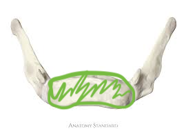 <p>The body of the hyoid bone</p>
