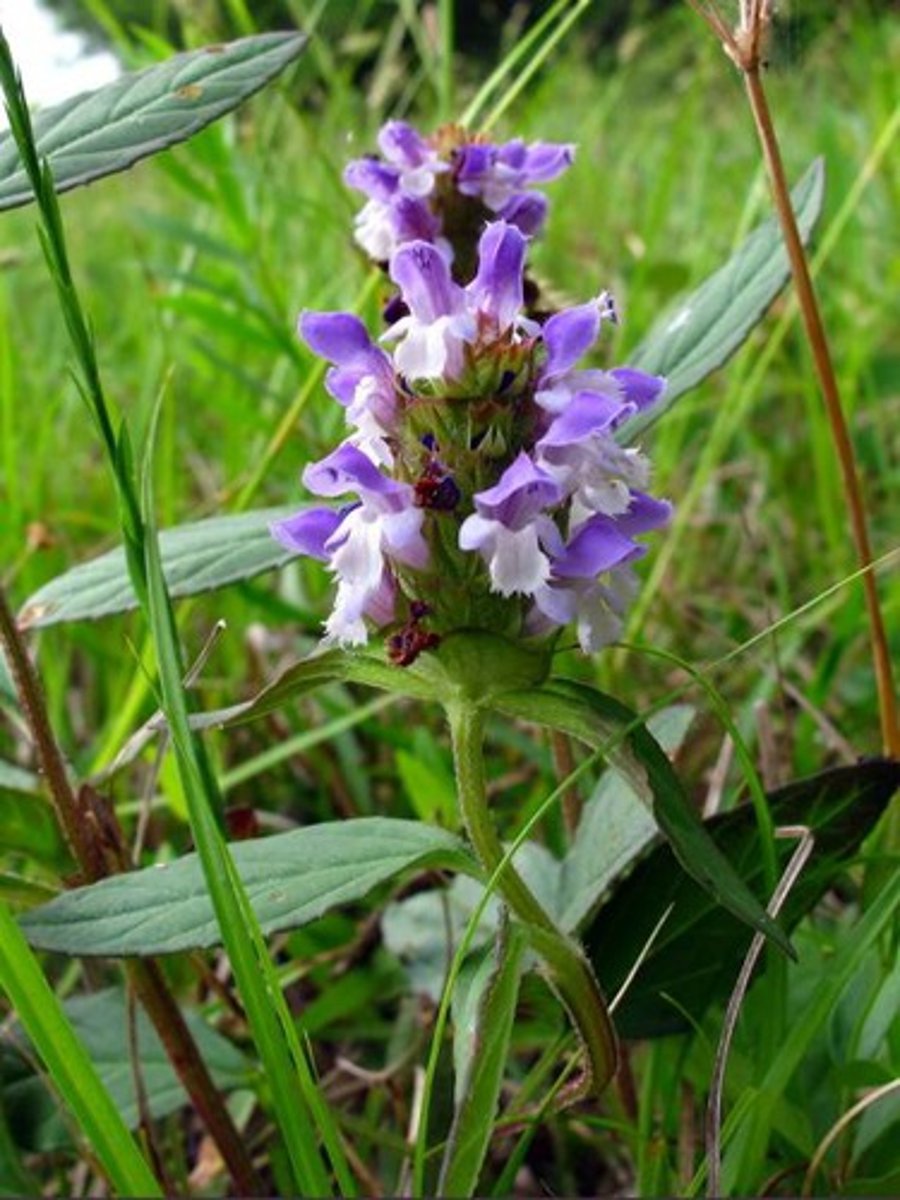 <ul><li><p>opposite leaf</p></li><li><p>purple inflorescence with fringed lower petal lip</p></li><li><p>square stem</p></li></ul><p>Species</p>