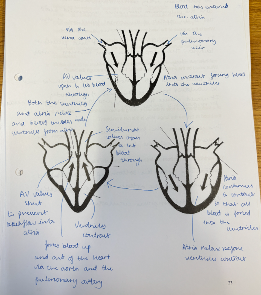 Cardiac cycle