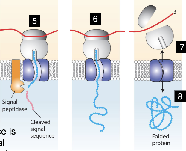 <p>ER signal sequence gets cut off by signal polypeptidase and is degraded</p><p>translocator closes, ribosome is released, translocated protein is folded in lumen of ER</p>