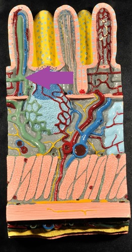 knowt flashcard image