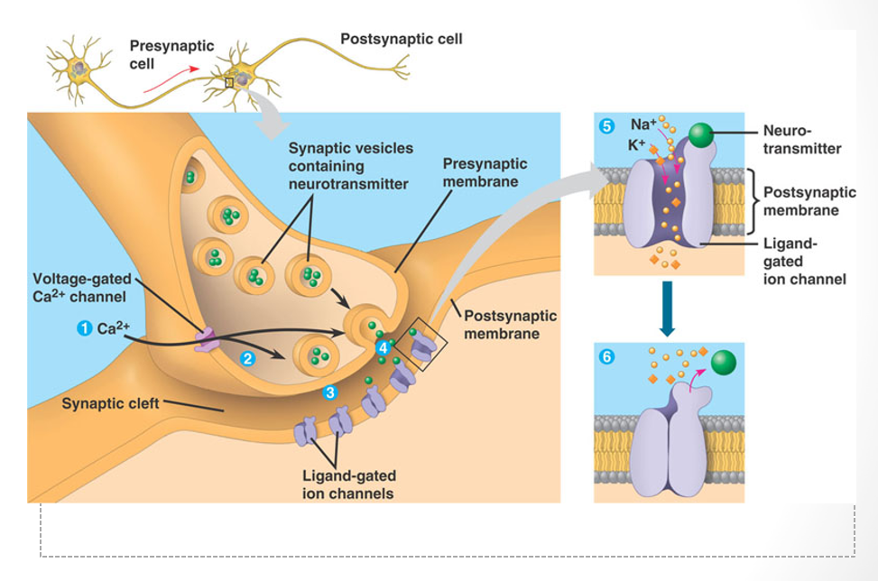 <p>released from presynaptic neuron </p><p>diffuses across synaptic cleft</p><p>bind to receptors</p><p>depolarize dendrites on post synaptic</p>