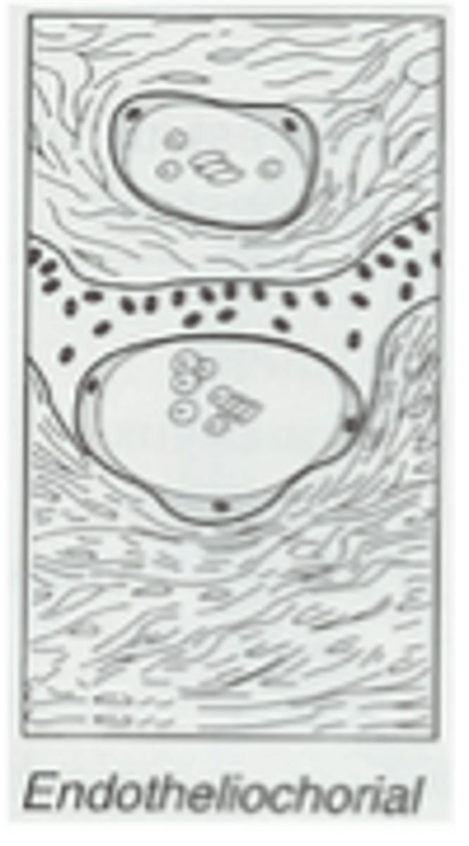 <p>Epithelial cells of chorion in contact with lining of uterine capillaries; e.g., Carnivores</p>