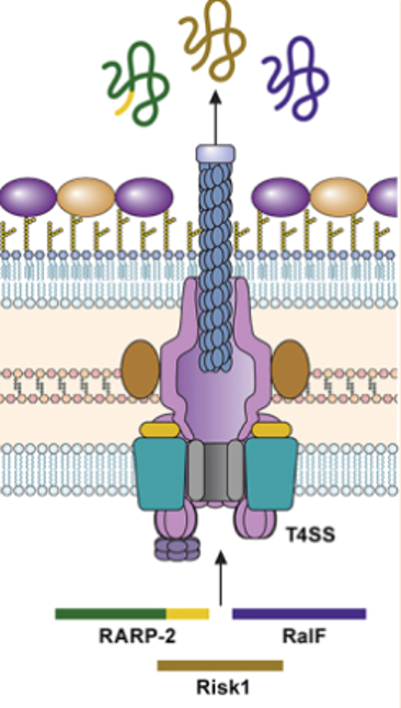 •Direct transfer of DNA into host cell

•"Tube" like appendage 