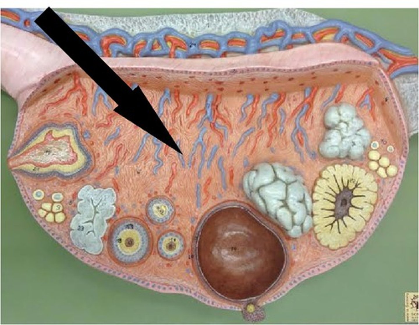 <p>contains blood vessels, nerves, lymphatics supplying ovary</p>