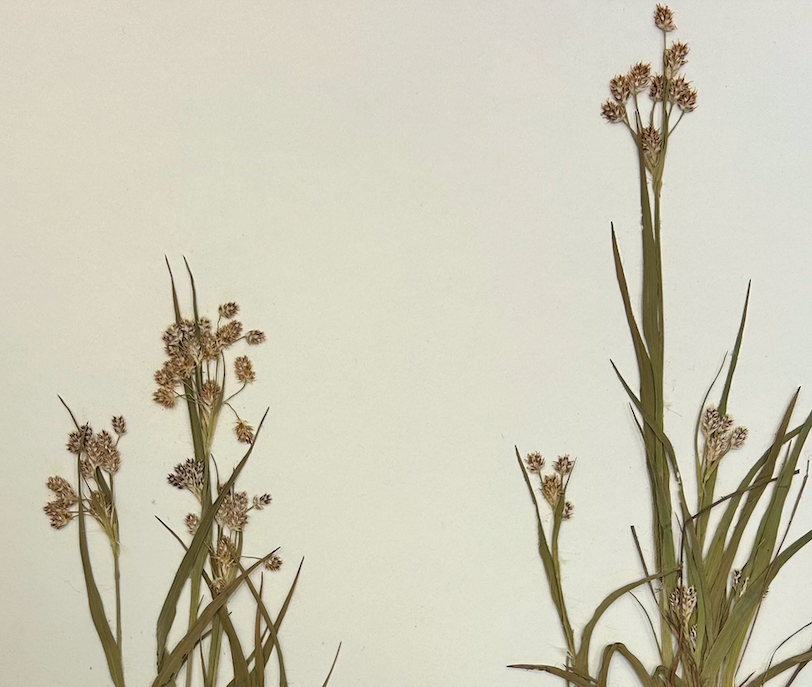 <p>Poales</p><p>Juncaceae</p><p><span style="background-color: transparent;"><em><span>Luzula multiflora</span></em></span></p><p><span style="background-color: transparent;"><span>in flower with both stigma and anthers</span></span></p>