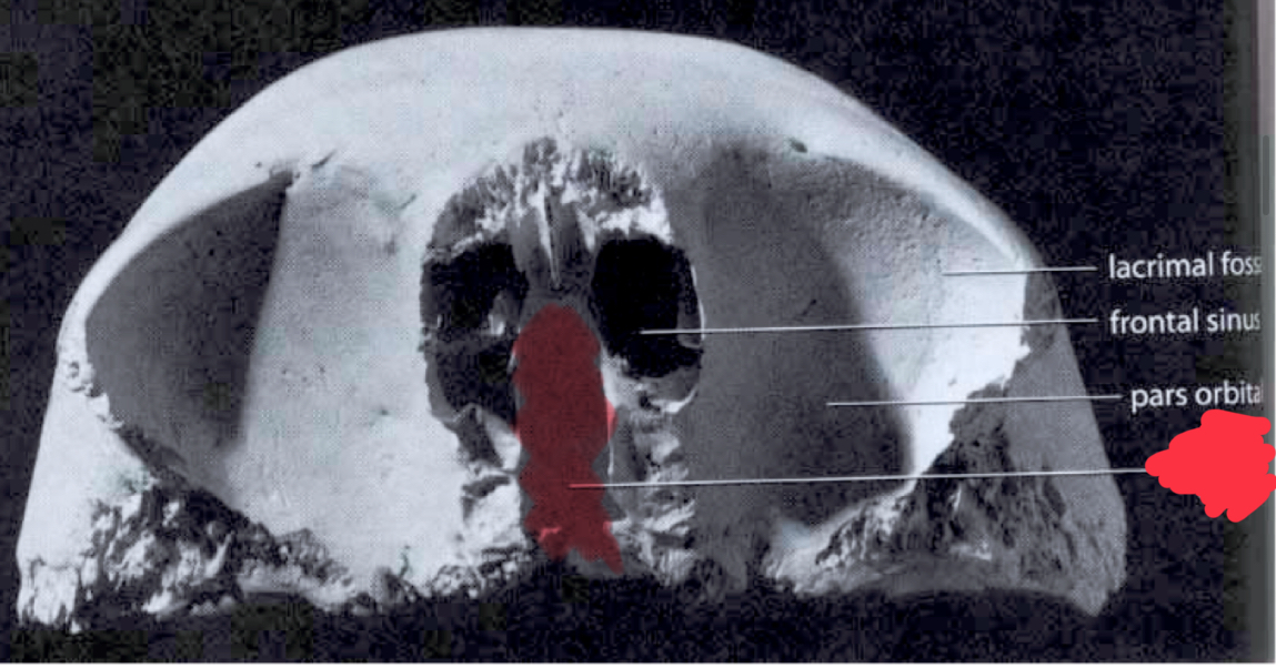 <p>What is this structure of the frontal bone</p>