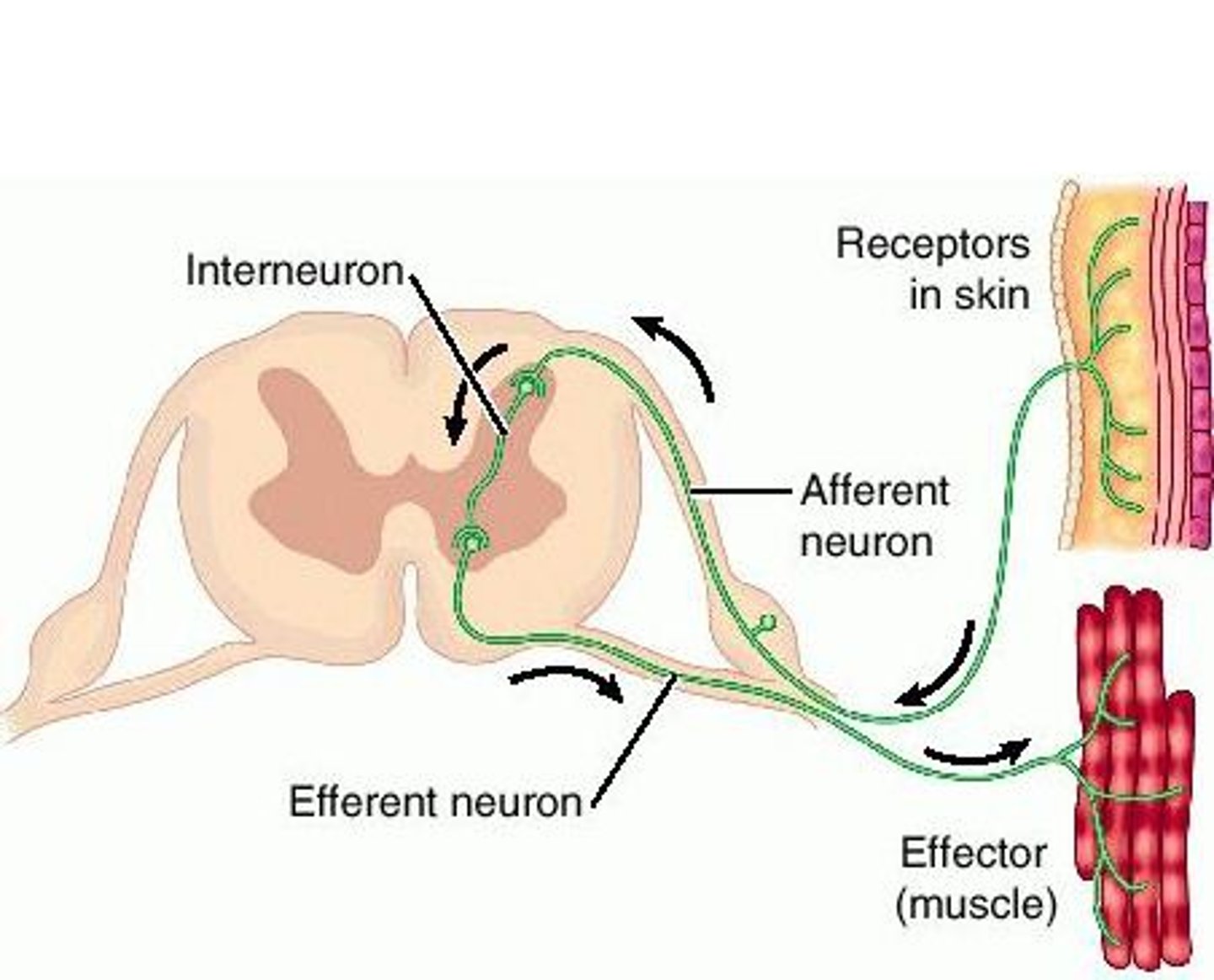 <p>sensory receptor, sensory neuron, motor neuron, and effector that are involved in a quick response to a stimulus</p>