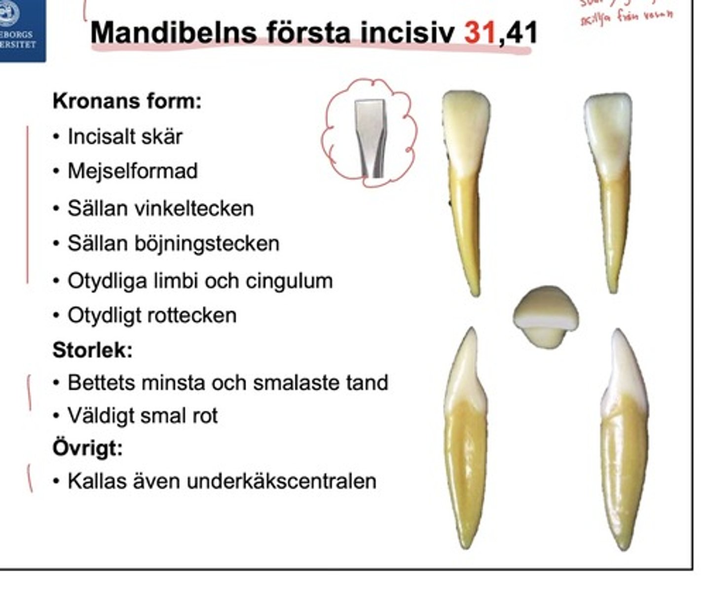 <p><span style="text-decoration:underline">Kronans form</span></p><p>- incisalt skär</p><p>- mejselformad</p><p>- saknar oftast vinkeltecken, böjningstecken och rottecken</p><p>- saknar oftast limbi och cingulum </p><p></p><p><span style="text-decoration:underline">Storlek</span></p><p>Bettets minsta och smalaste tand och rot</p>