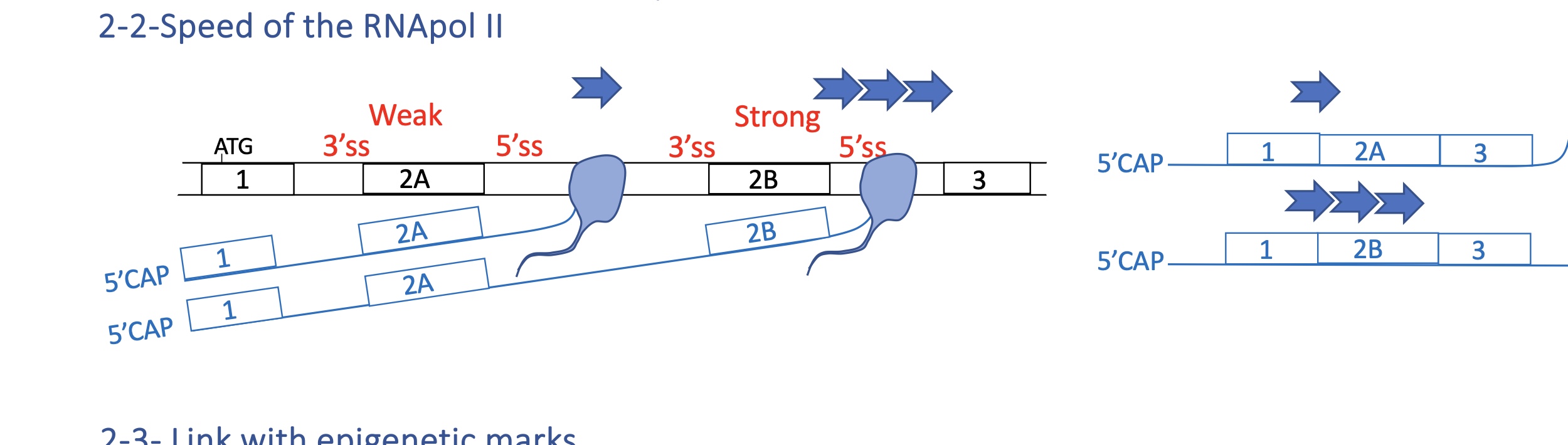 <ul><li><p><strong>Slow elongation</strong>: spliceosome has more time → inclusion of weak exons.</p></li><li><p><strong>Fast elongation</strong>: spliceosome skips weak sites → exon exclusion.<br>→ Splicing is <strong>co-transcriptional</strong>; transcription kinetics directly influence it.</p></li></ul><p></p>
