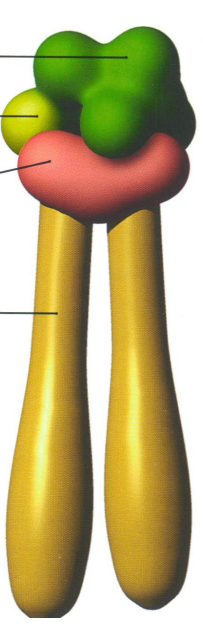 <p>Describe the different parts of phospholipid</p>