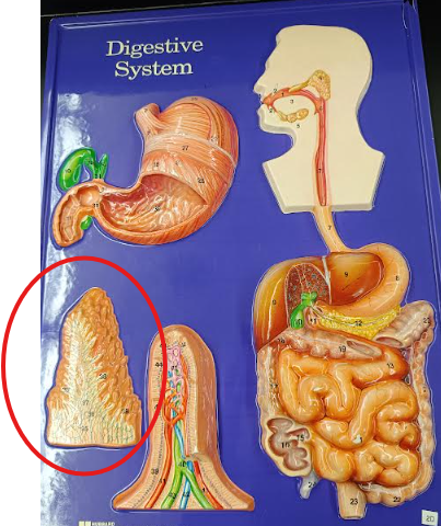 knowt flashcard image
